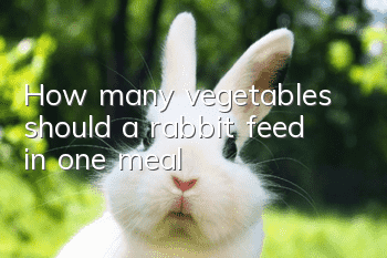 How many vegetables should a rabbit feed in one meal?