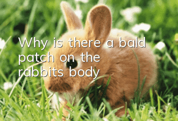 Why is there a bald patch on the rabbit's body?
