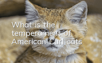 What is the temperament of American Curl cats?