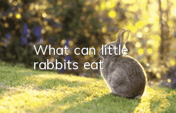What can little rabbits eat?