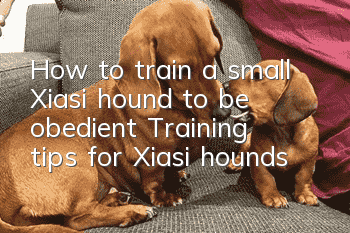 How to train a small Xiasi hound to be obedient? Training tips for Xiasi hounds!