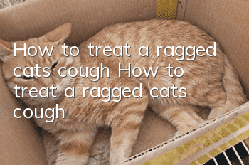 How to treat a ragged cat’s cough How to treat a ragged cat’s cough