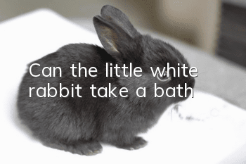 Can the little white rabbit take a bath?