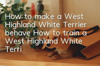 How to make a West Highland White Terrier behave? How to train a West Highland White Terrier!