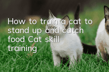 How to train a cat to stand up and catch food? Cat skill training!