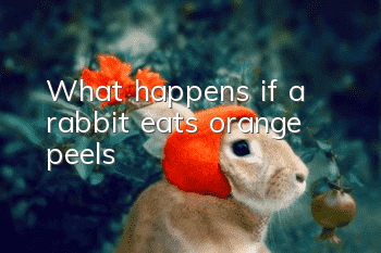 What happens if a rabbit eats orange peels?