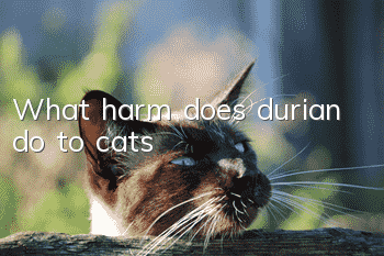 What harm does durian do to cats?
