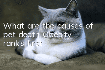 What are the causes of pet death? Obesity ranks first!