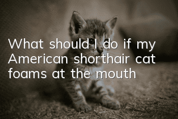 What should I do if my American shorthair cat foams at the mouth?