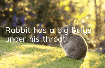 Rabbit has a big bulge under his throat