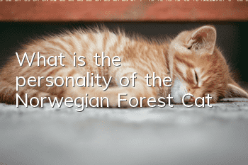 What is the personality of the Norwegian Forest Cat?