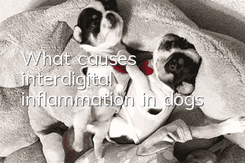 What causes interdigital inflammation in dogs