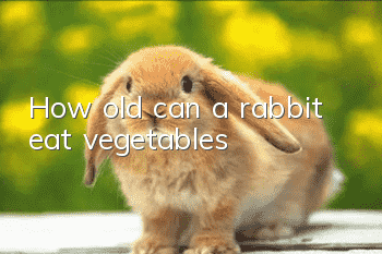 How old can a rabbit eat vegetables?