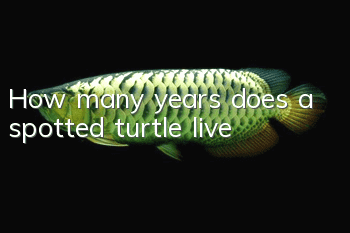 How many years does a spotted turtle live?
