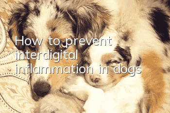 How to prevent interdigital inflammation in dogs
