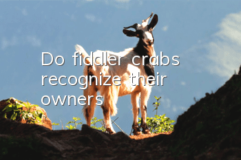 Do fiddler crabs recognize their owners?
