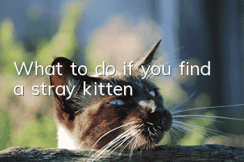 What to do if you find a stray kitten