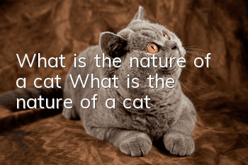 What is the nature of a cat? What is the nature of a cat?