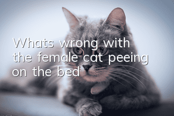 What's wrong with the female cat peeing on the bed?