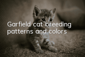 Garfield cat breeding patterns and colors