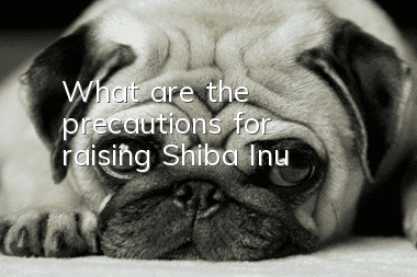 What are the precautions for raising Shiba Inu?