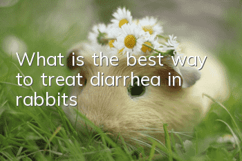What is the best way to treat diarrhea in rabbits?