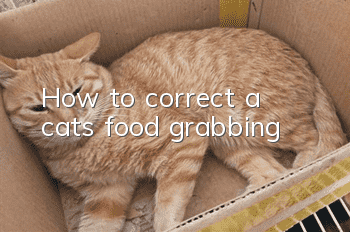 How to correct a cat’s food grabbing
