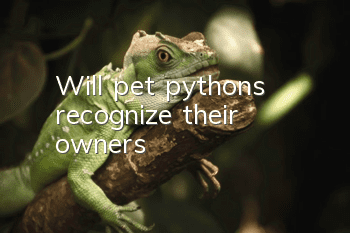 Will pet pythons recognize their owners?