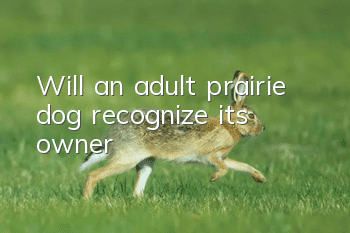 Will an adult prairie dog recognize its owner?