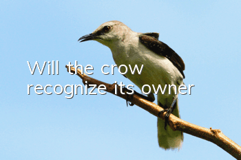 Will the crow recognize its owner?