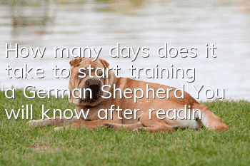 How many days does it take to start training a German Shepherd? You will know after reading this!