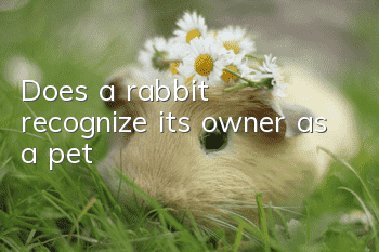 Does a rabbit recognize its owner as a pet?