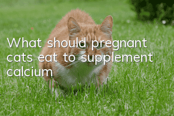 What should pregnant cats eat to supplement calcium?