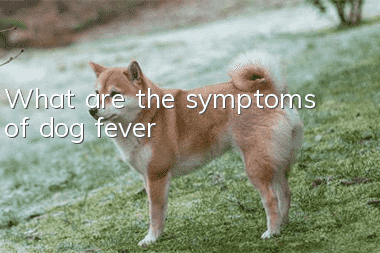 What are the symptoms of dog fever?