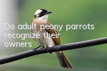 Do adult peony parrots recognize their owners?