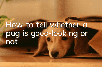 How to tell whether a pug is good-looking or not?