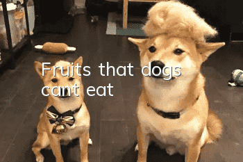 Fruits that dogs can’t eat