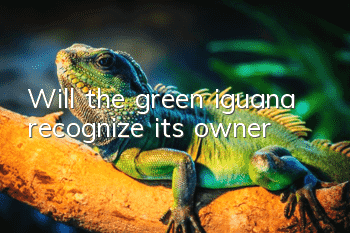 Will the green iguana recognize its owner?
