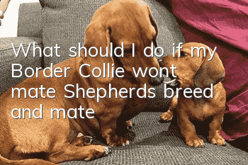 What should I do if my Border Collie won’t mate? Shepherds breed and mate!