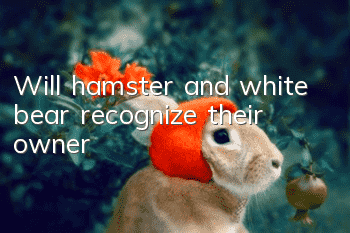 Will hamster and white bear recognize their owner?