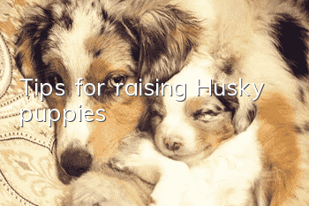 Tips for raising Husky puppies