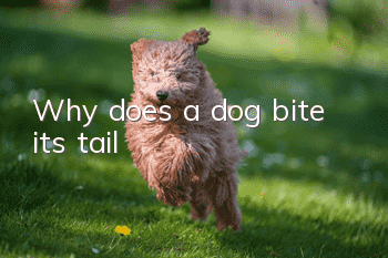Why does a dog bite its tail?
