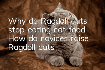 Why do Ragdoll cats stop eating cat food? How do novices raise Ragdoll cats?