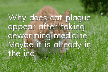 Why does cat plague appear after taking deworming medicine? Maybe it is already in the incubation period!