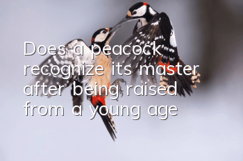 Does a peacock recognize its master after being raised from a young age?