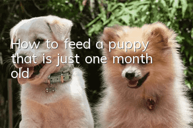How to feed a puppy that is just one month old
