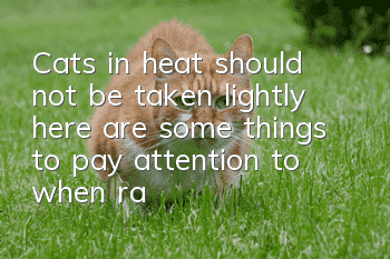 Cats in heat should not be taken lightly, here are some things to pay attention to when raising cats!