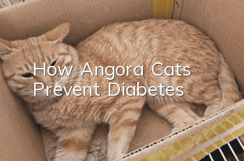 How Angora Cats Prevent Diabetes