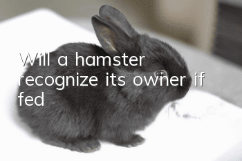 Will a hamster recognize its owner if fed?