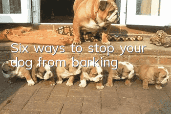 Six ways to stop your dog from barking